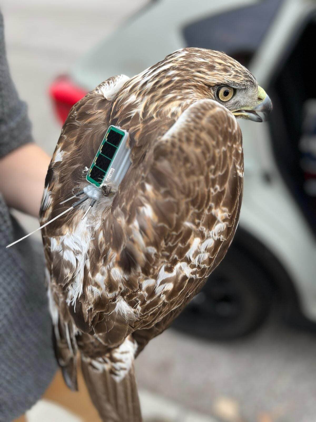 A Red-tailed Hawk shortly before release with a GPS tag