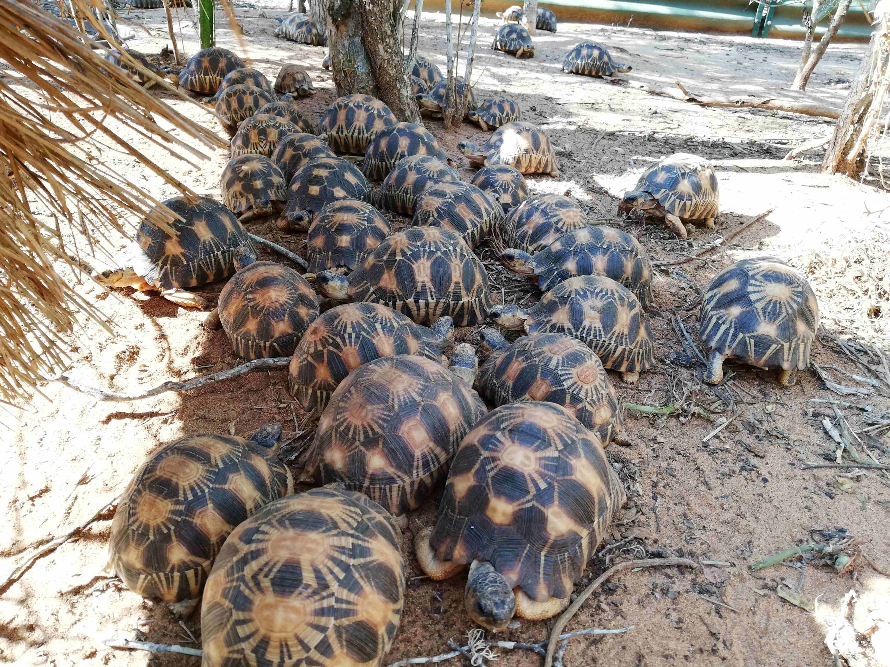 Madagascar radiated tortoises