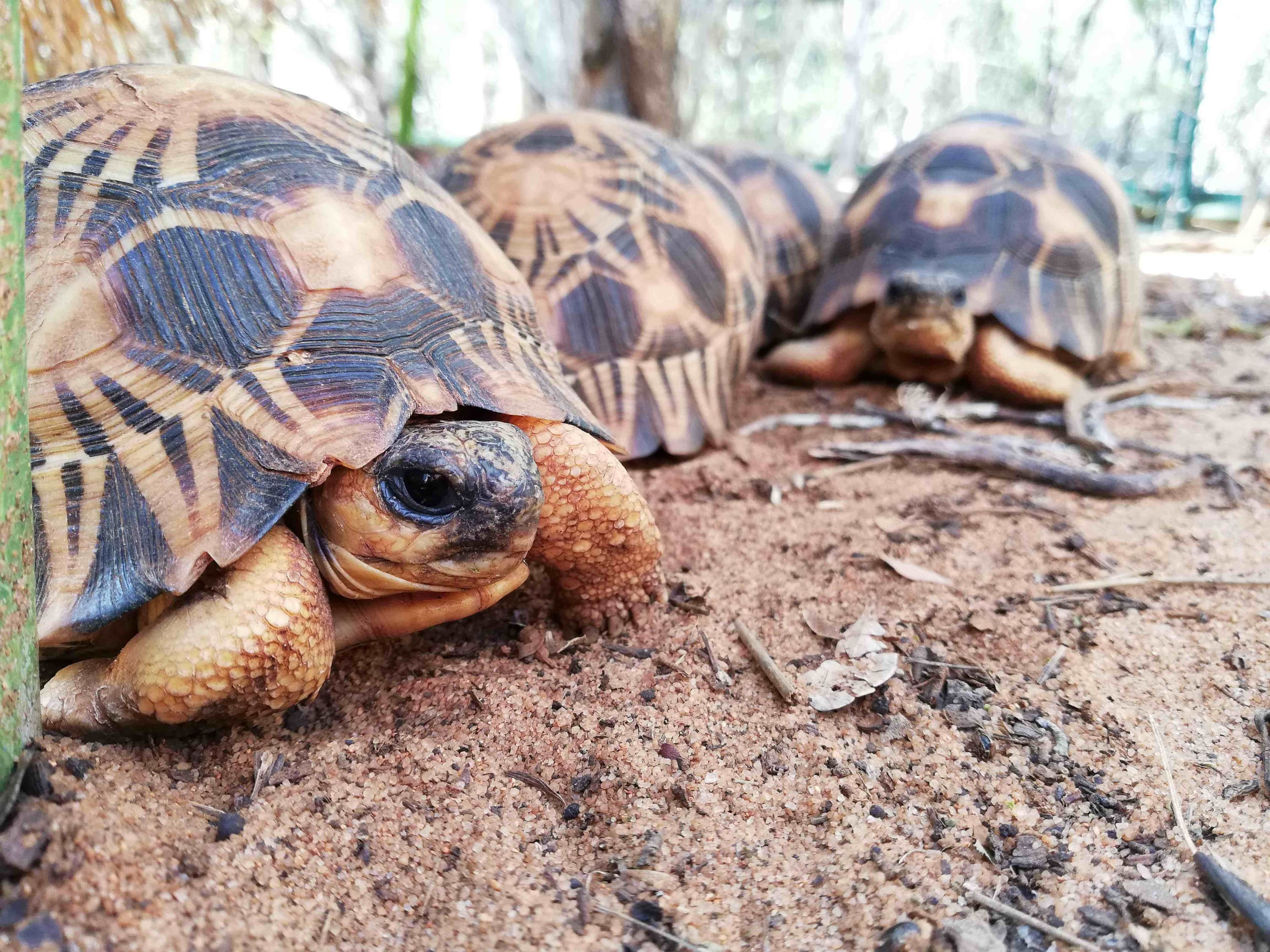 Madagascar radiated tortoises