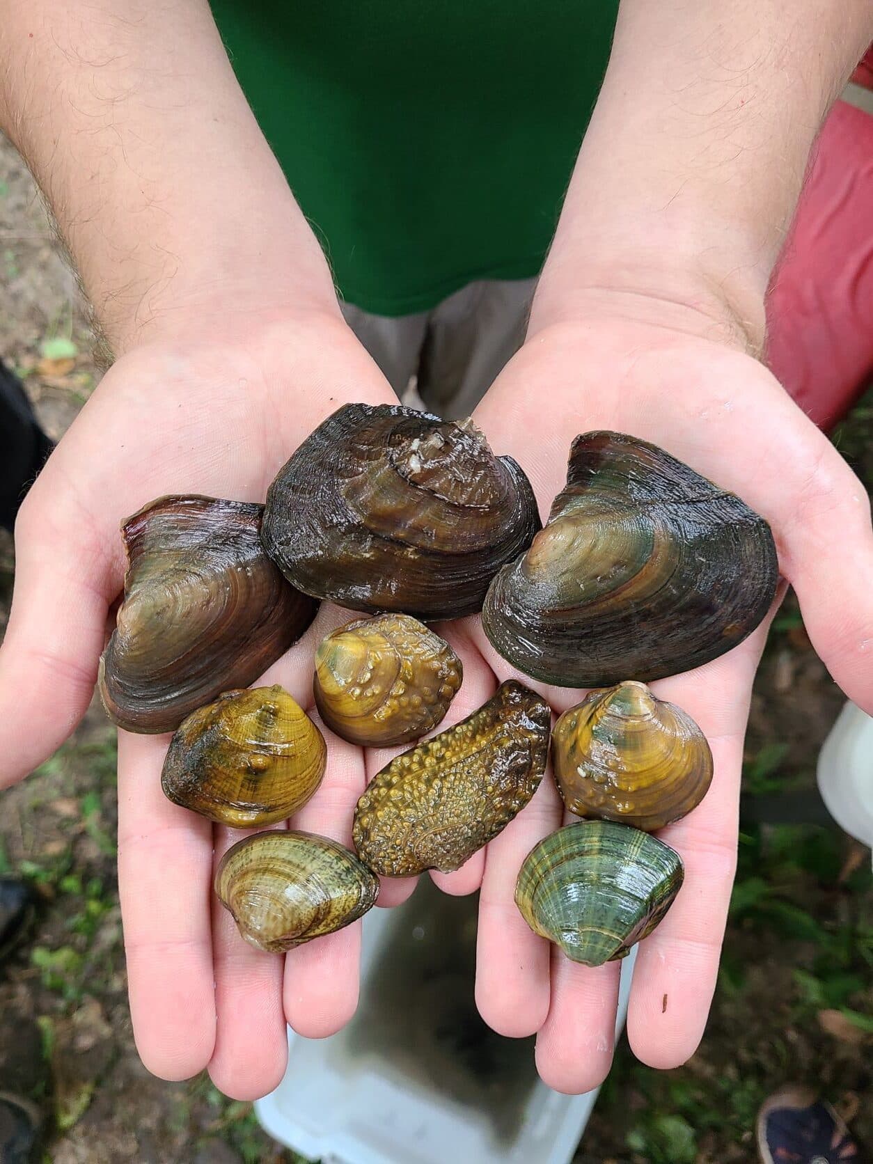 Handful of Mussels