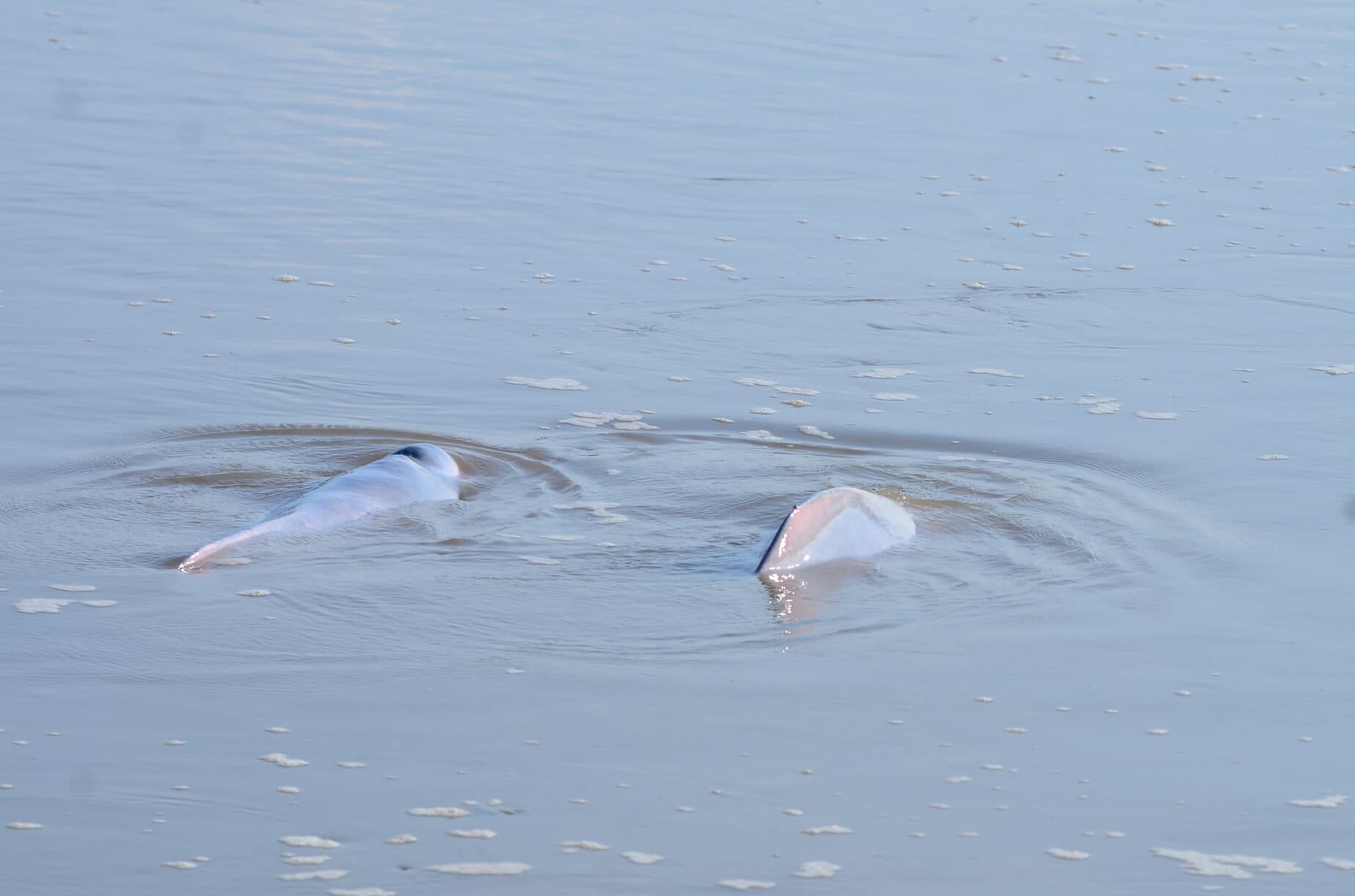Bolivian River Dolphins 2022