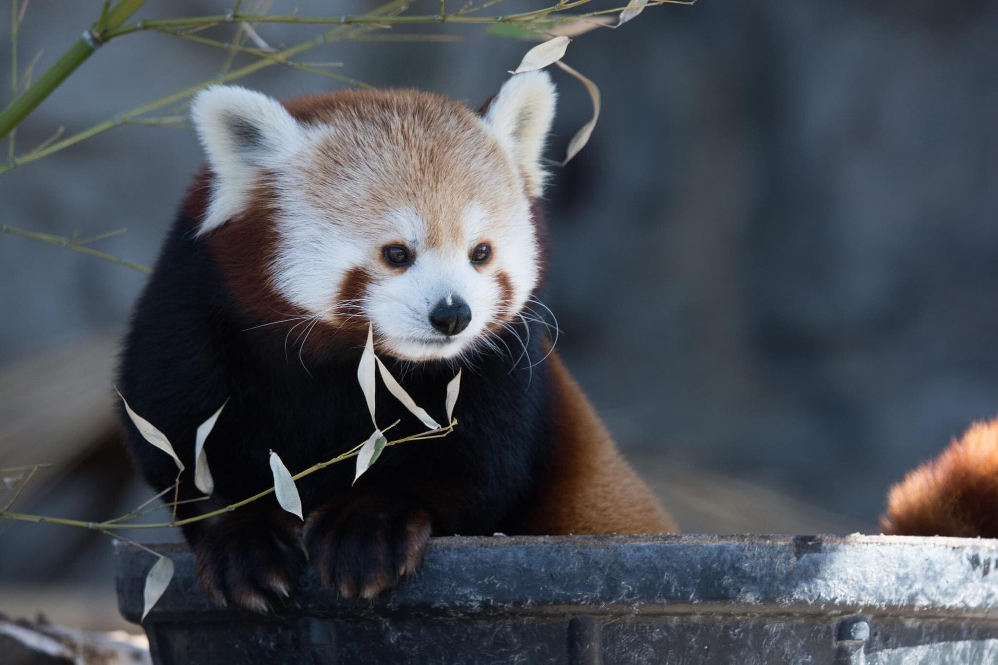 Winnie the Red Panda