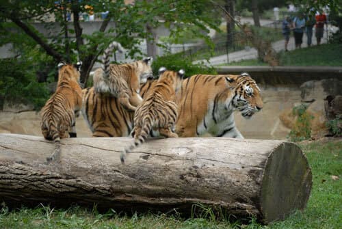 Amur tiger Saint Louis Zoo
