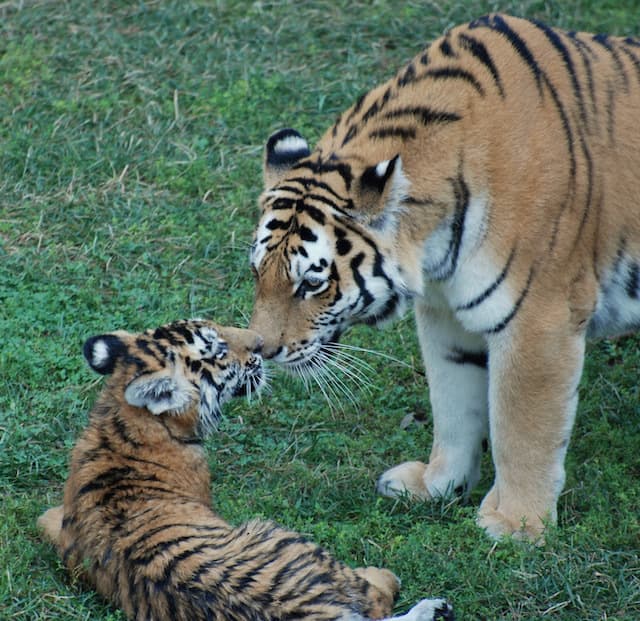 Amur tiger Saint Louis Zoo