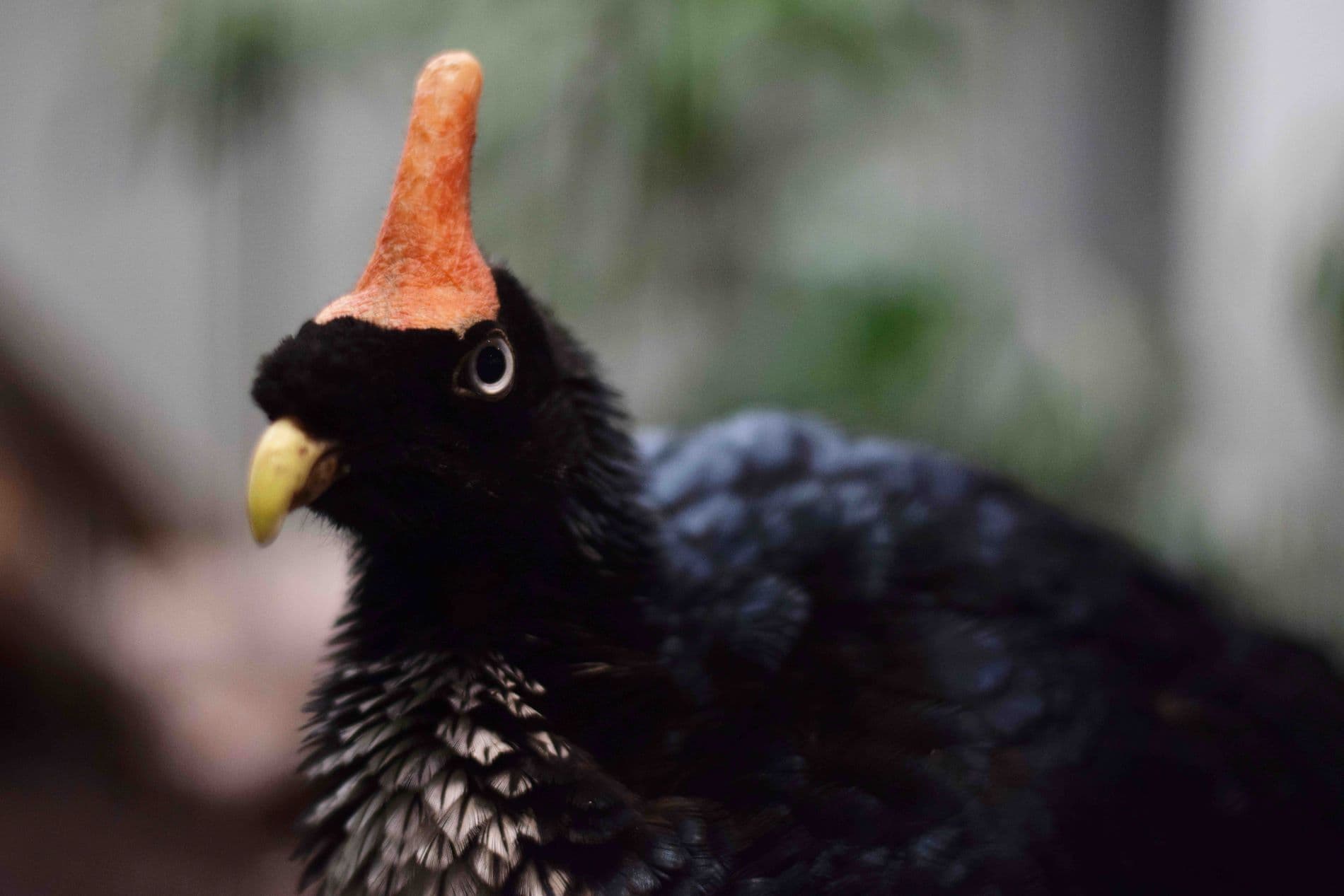 The Horned Guan