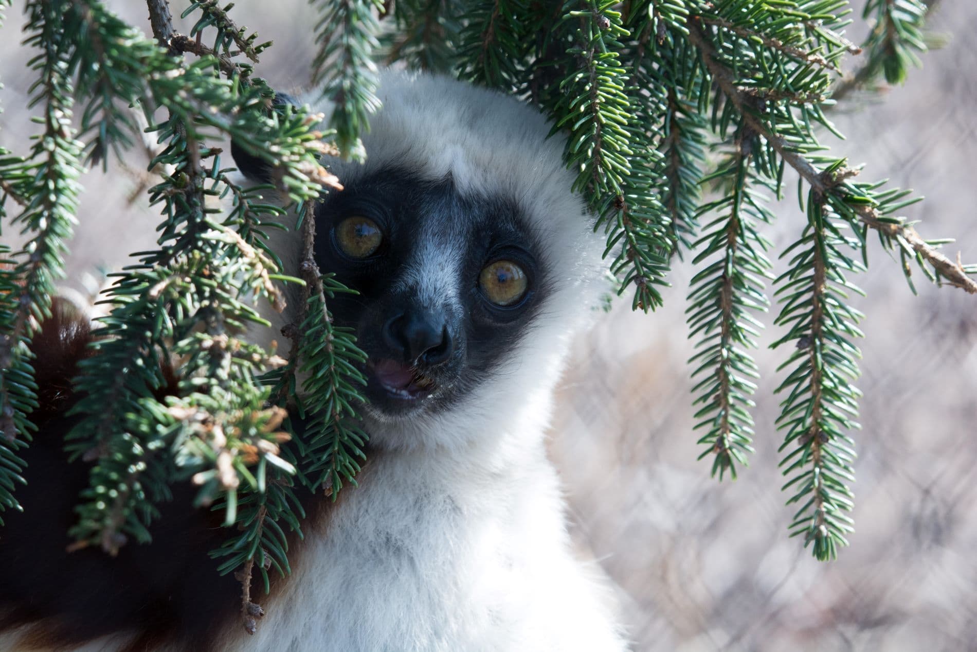 Coquerel's sifaka