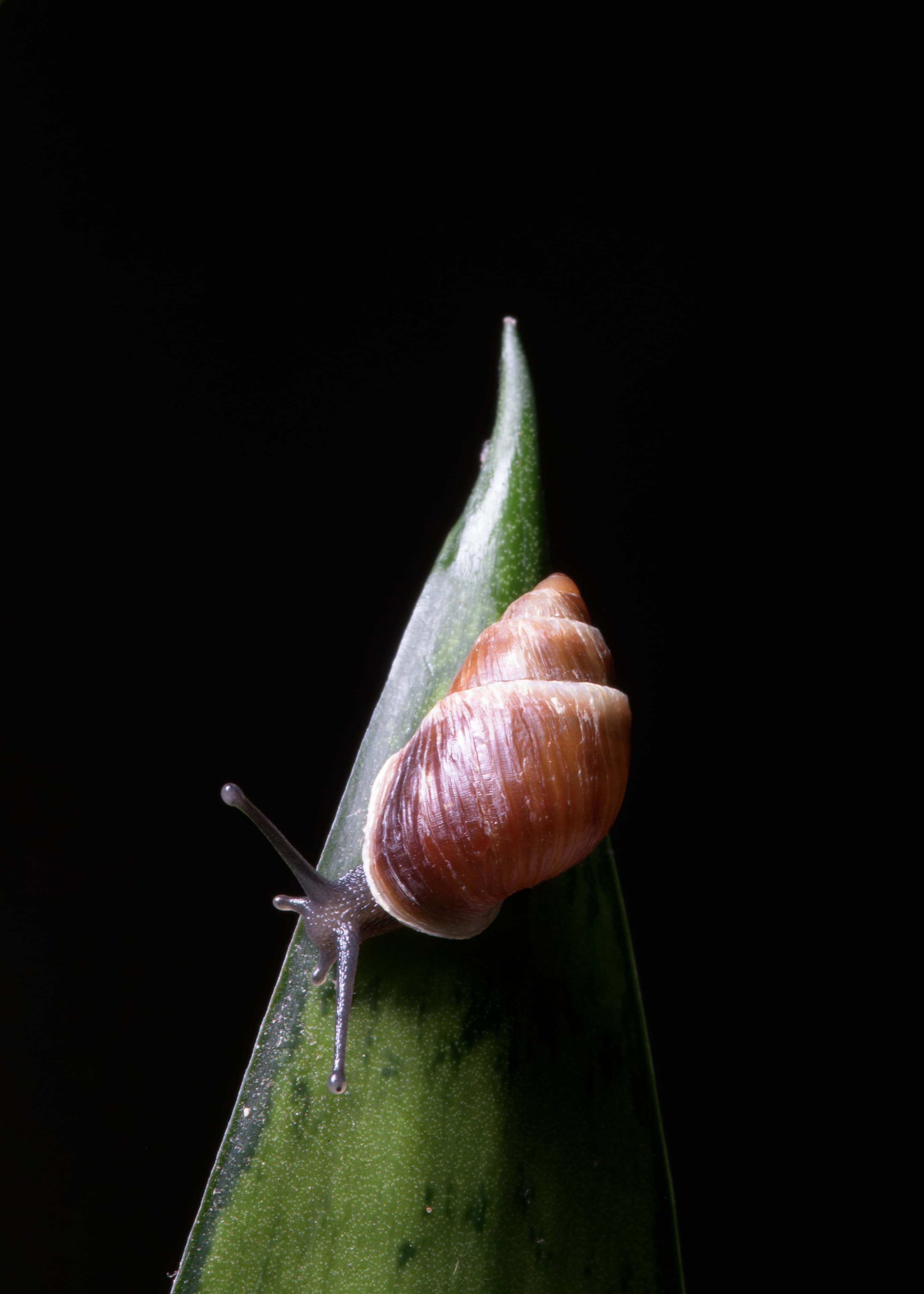 Partula snails