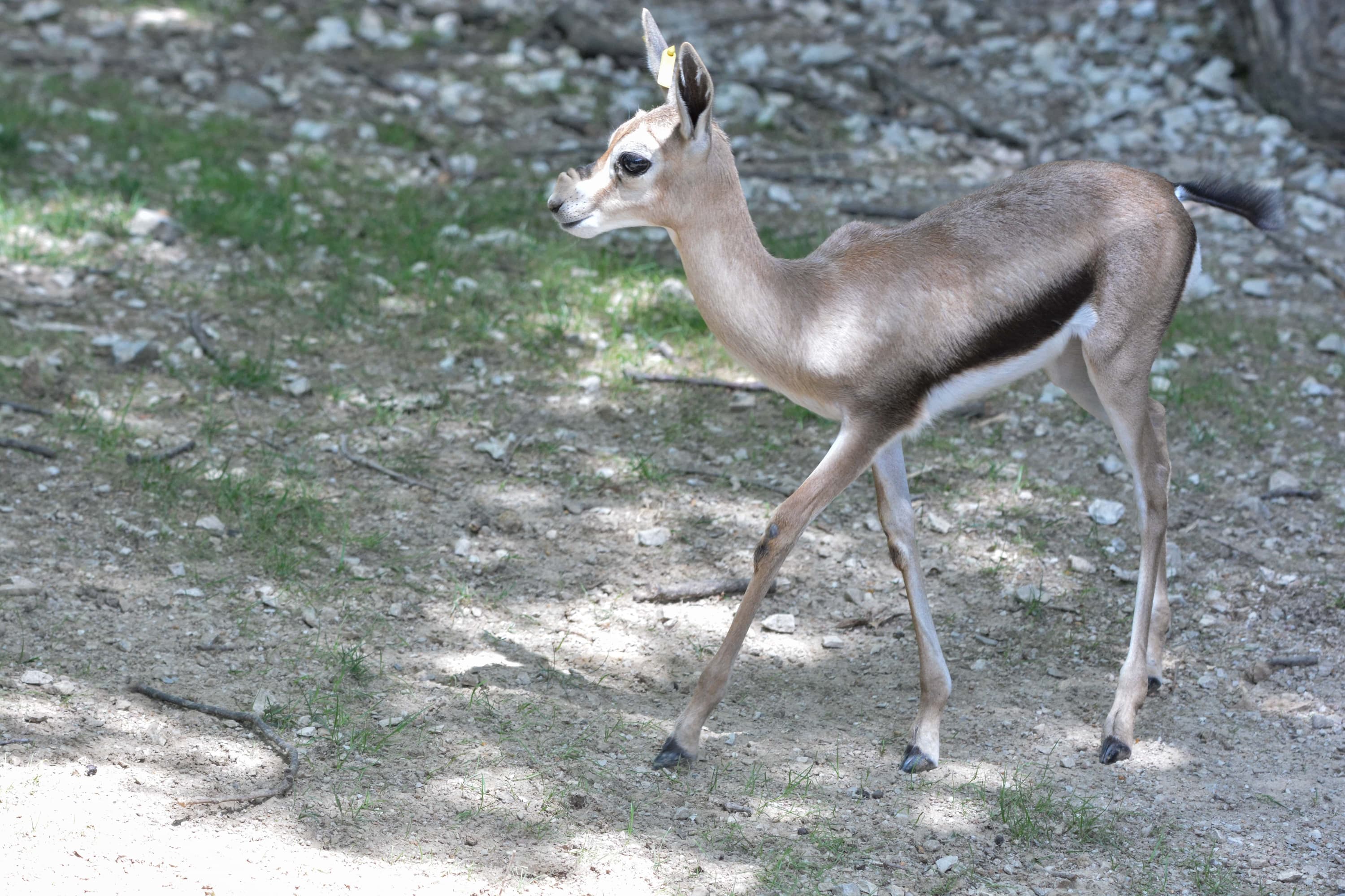 Speke's Gazelle