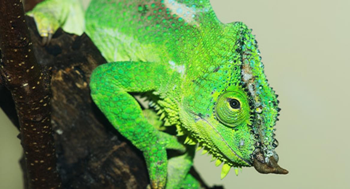 Reptiles | Saint Louis Zoo