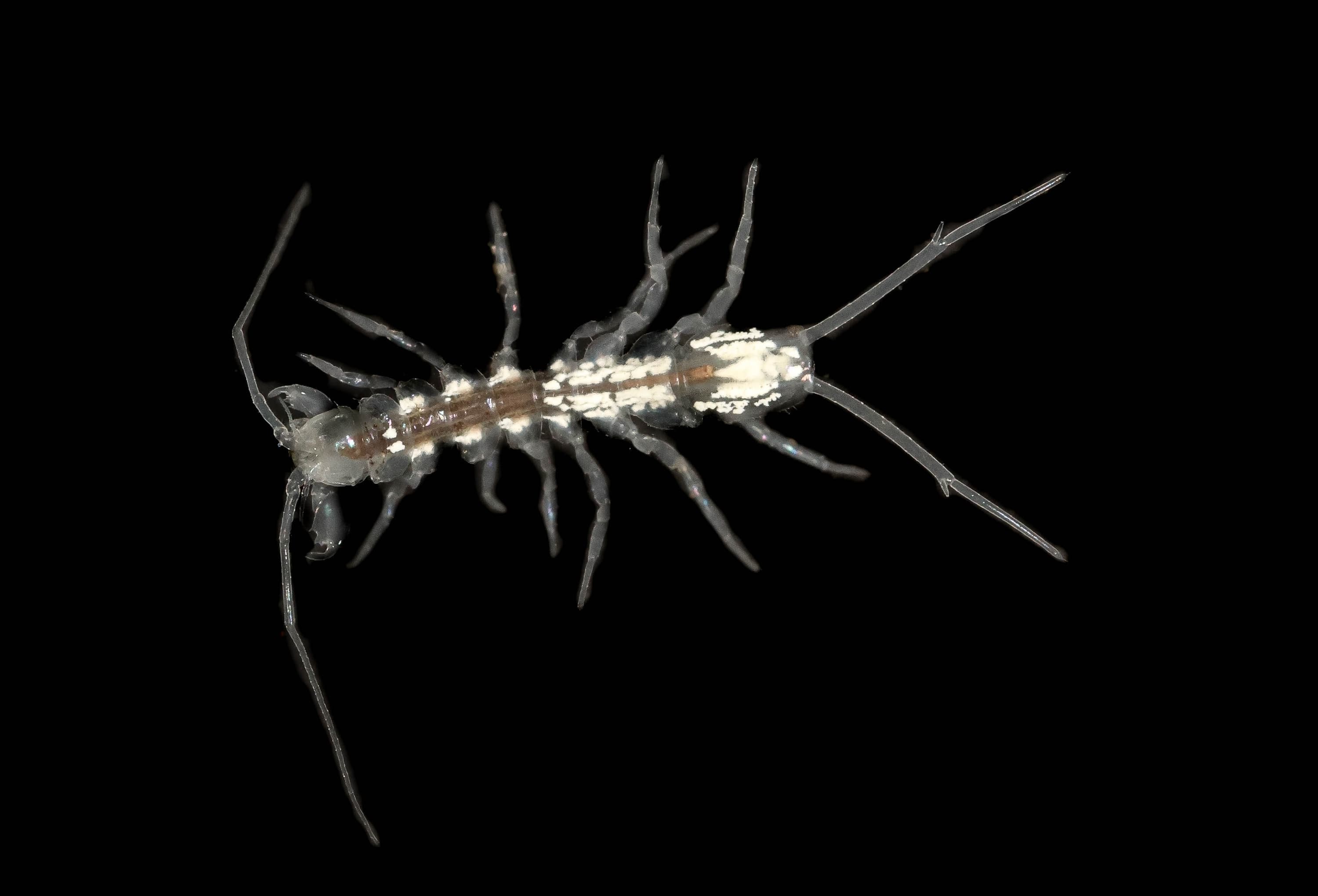 Cave-adapted isopod