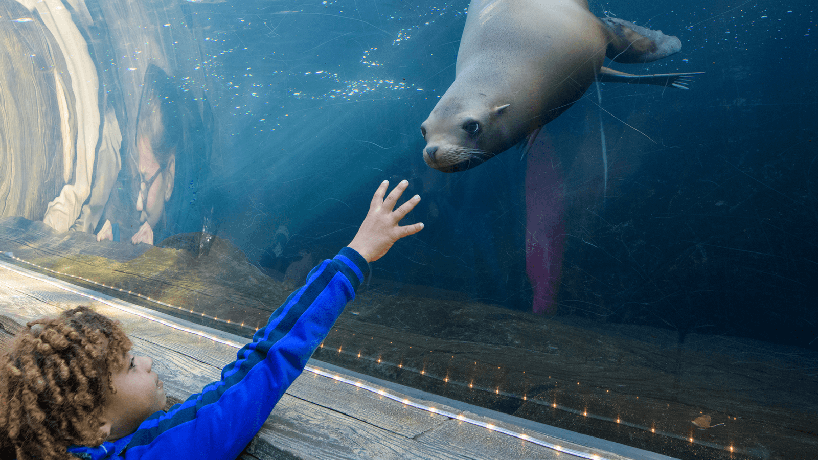 Sea Lion Sound Tunnel