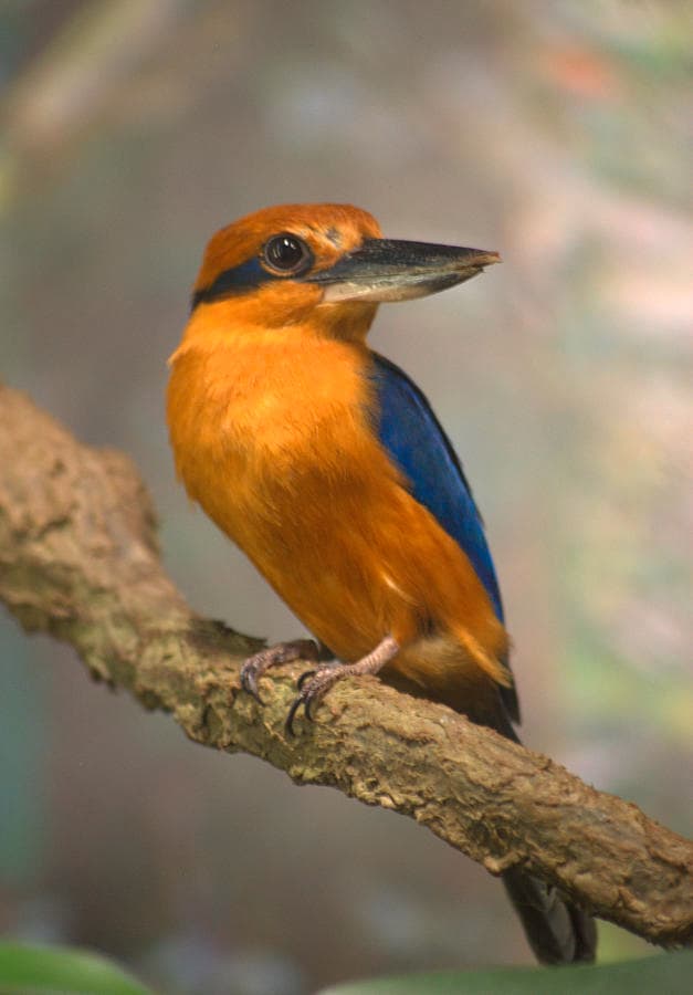 Guam Kingfisher blog