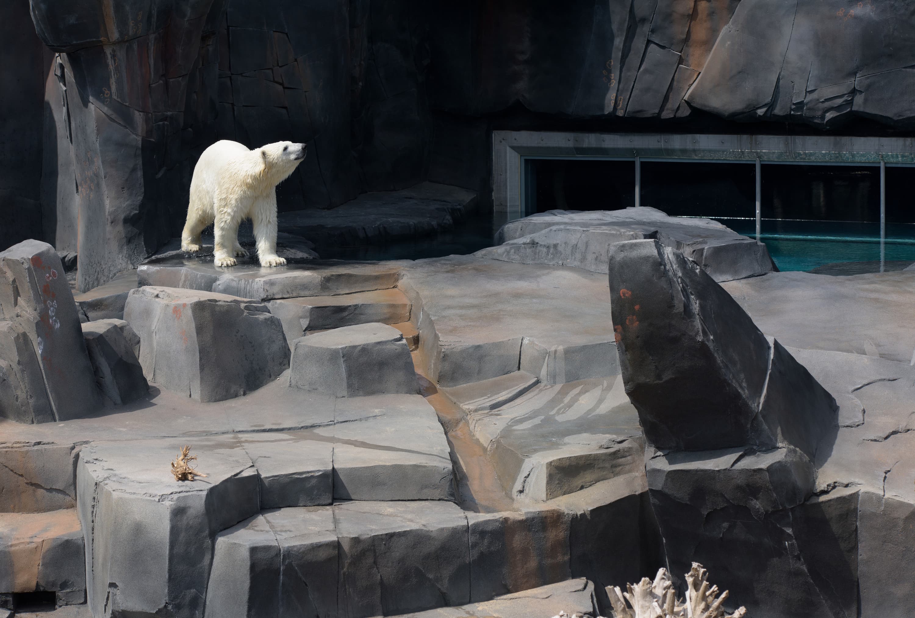 Saint Louis Zoo | McDonnell Polar Bear Point