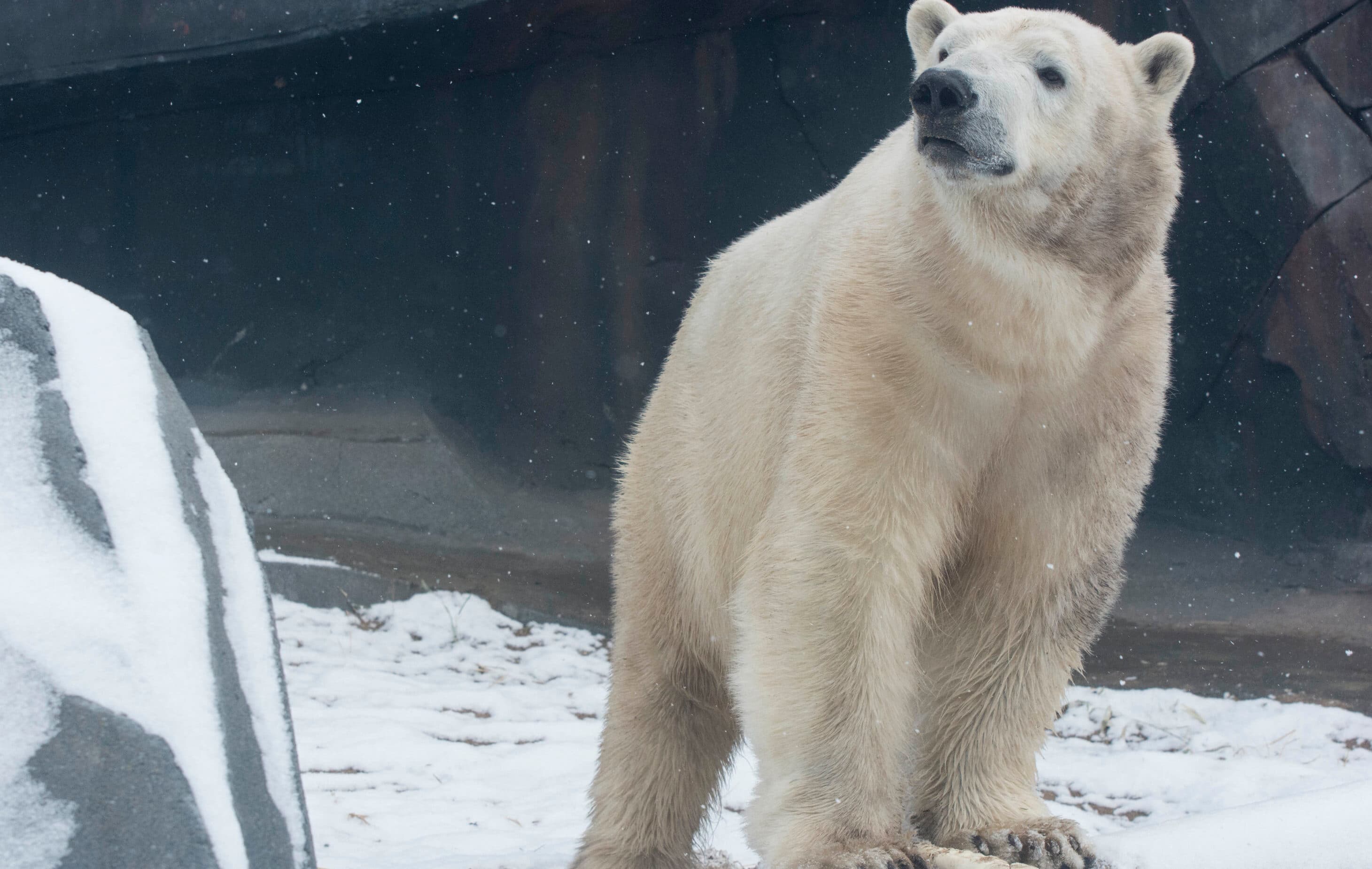 Polar bear_Kali_Research Blog