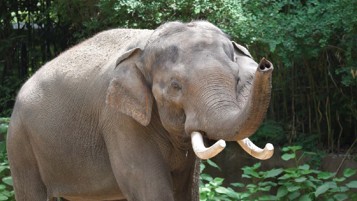 Toss the Tusk & World Elephant Day | Saint Louis Zoo