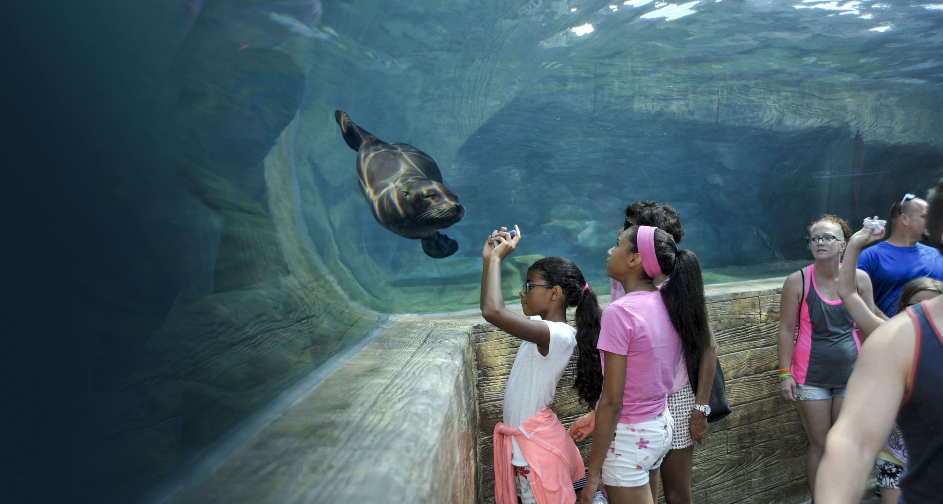 Visitors at the Sea Lion Tunnel