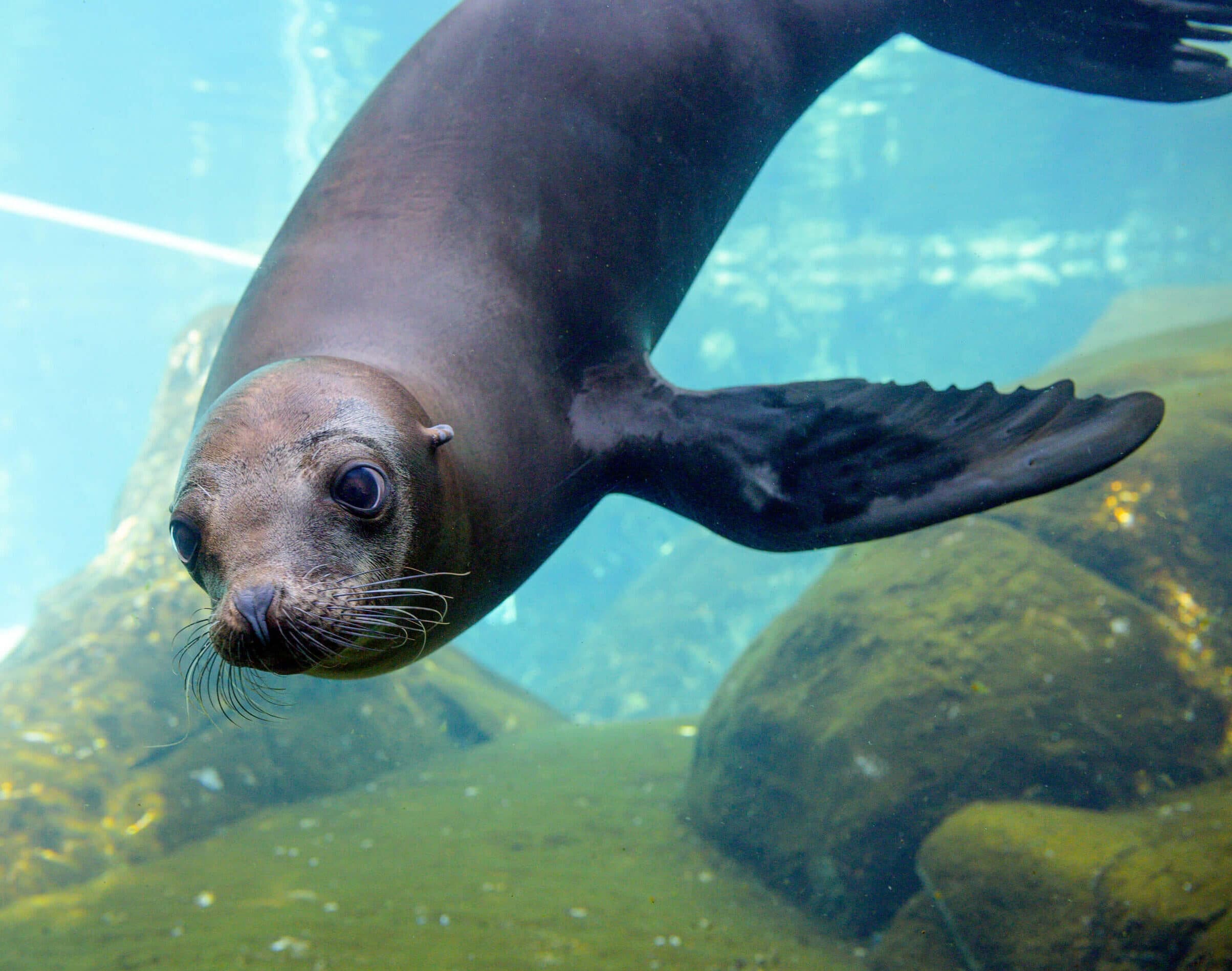 Saint Louis Zoo Animal Welfare Science saint-louis-zoo-animal-welfare-science