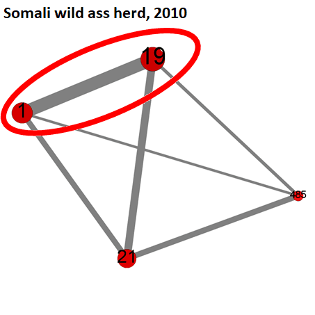 Somali Wild Ass Herd, 2010 Eli Blog