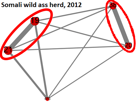 Somali Wild Ass Herd, 2012 Eli Blog