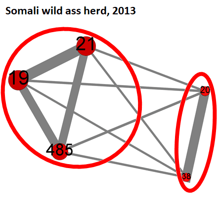 Somali Wild Ass Herd, 2013 Eli Blog