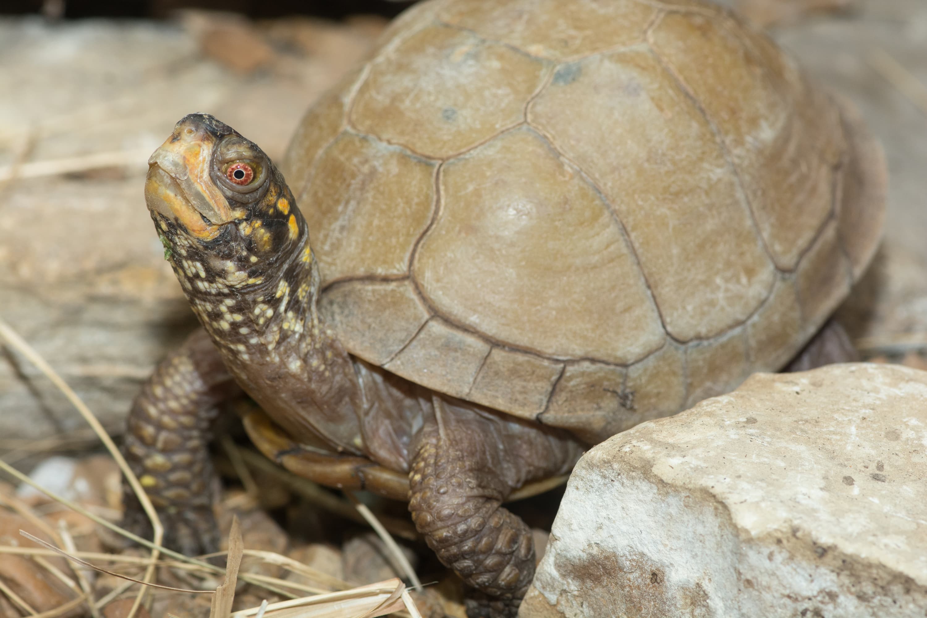Three-toed Box Turtle
