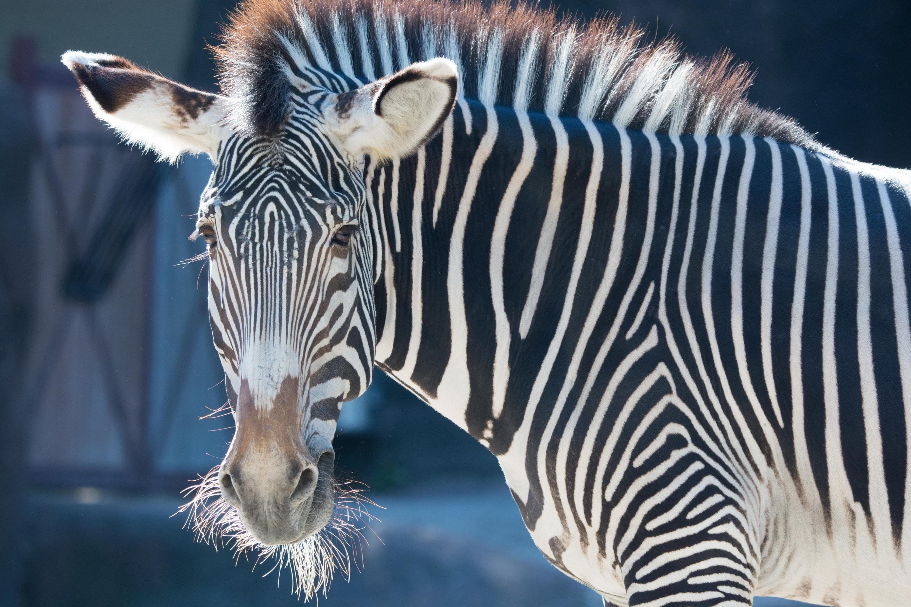 Grevy's Zebras at the Zoo