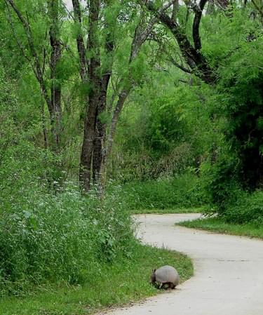 An armadillo makes its home in the lush forest that surrounds the Medina River Greenway