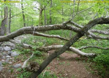 Downed trees