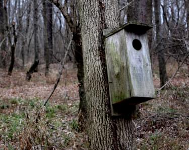 Wood Duck nesting box; photo by Jonathan Voelz