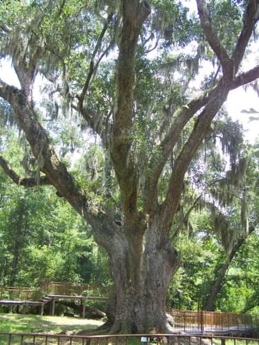Jackson’s Oak, one of the largest and most historic live oaks in Alabama