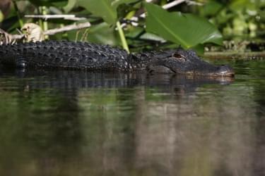 Alligator lurking along the water trail