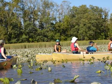 Paddlers take in the beauty of tidal wetlands on the Hudson River Greenway Water Trail.