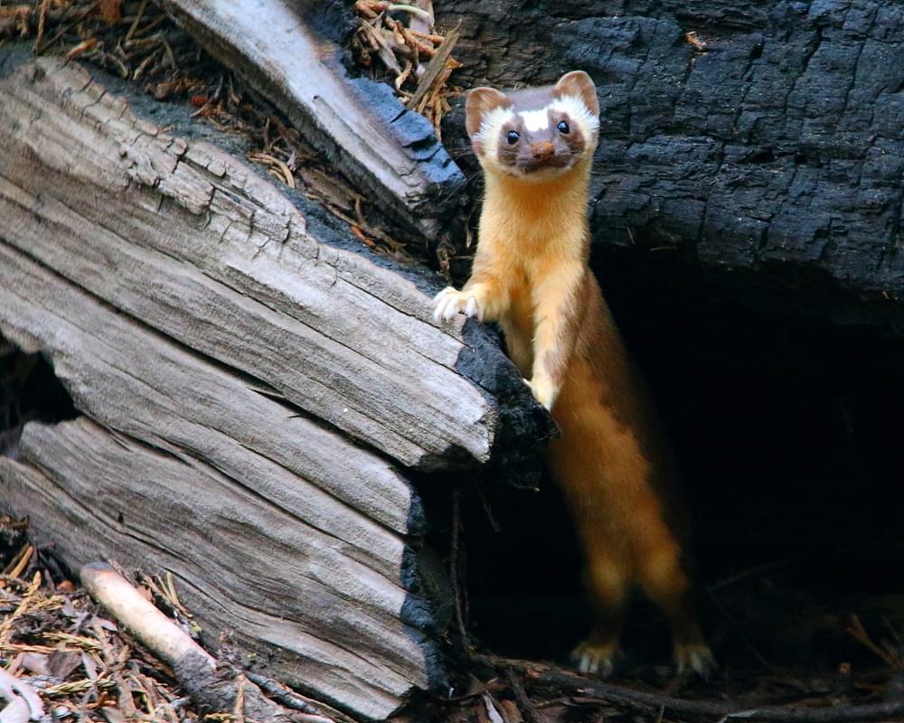 Long-tailed weasel near the House Group, Congress Trail, Sequoia National Park, CA
