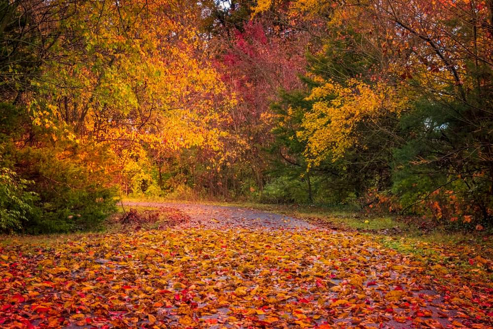Fall Evening Walk on Wilson’s Creek Greenway, Springfield, Missouri
