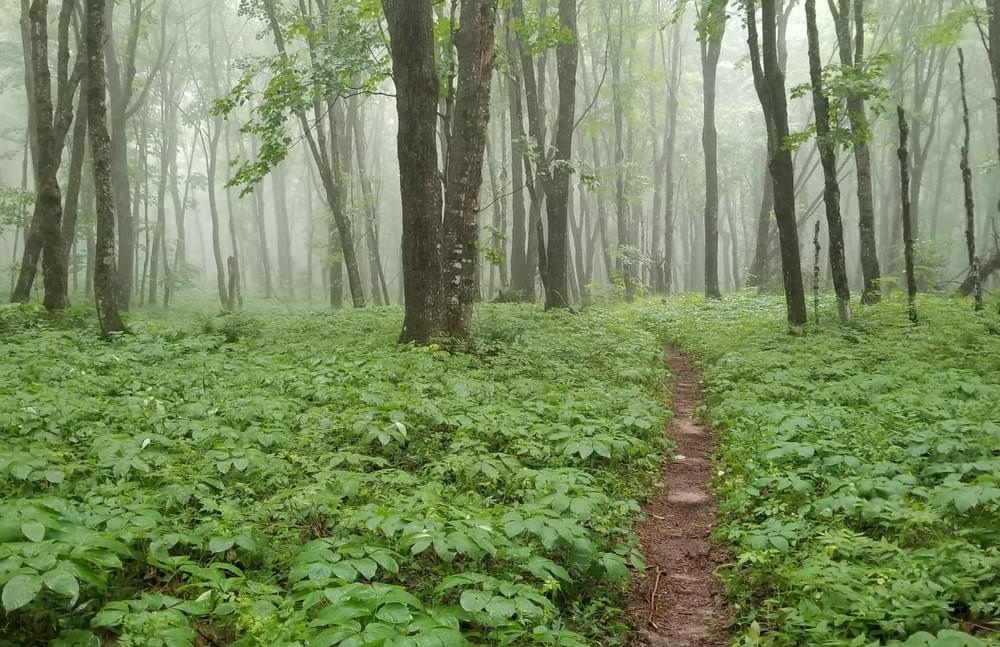 Misty green forest and view of North Country National Scenic Trail