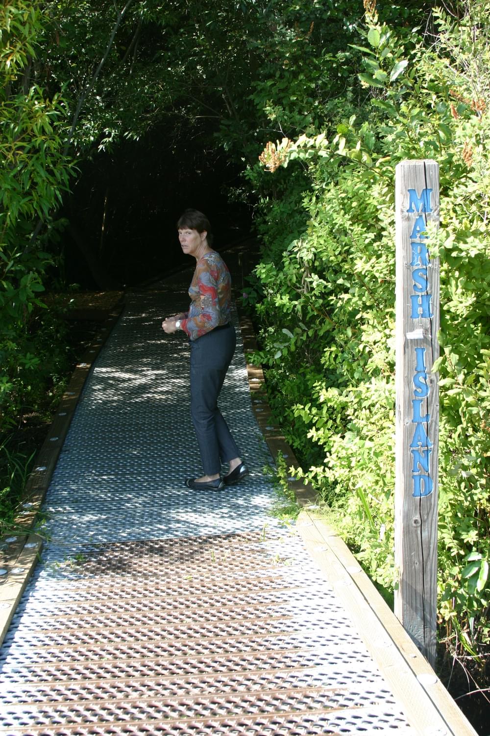 Non-skid metal surface on boardwalk keeps trail dry along water's edge; Marsh Island, Arboretum Waterfront Trail in Seattle, Washington
