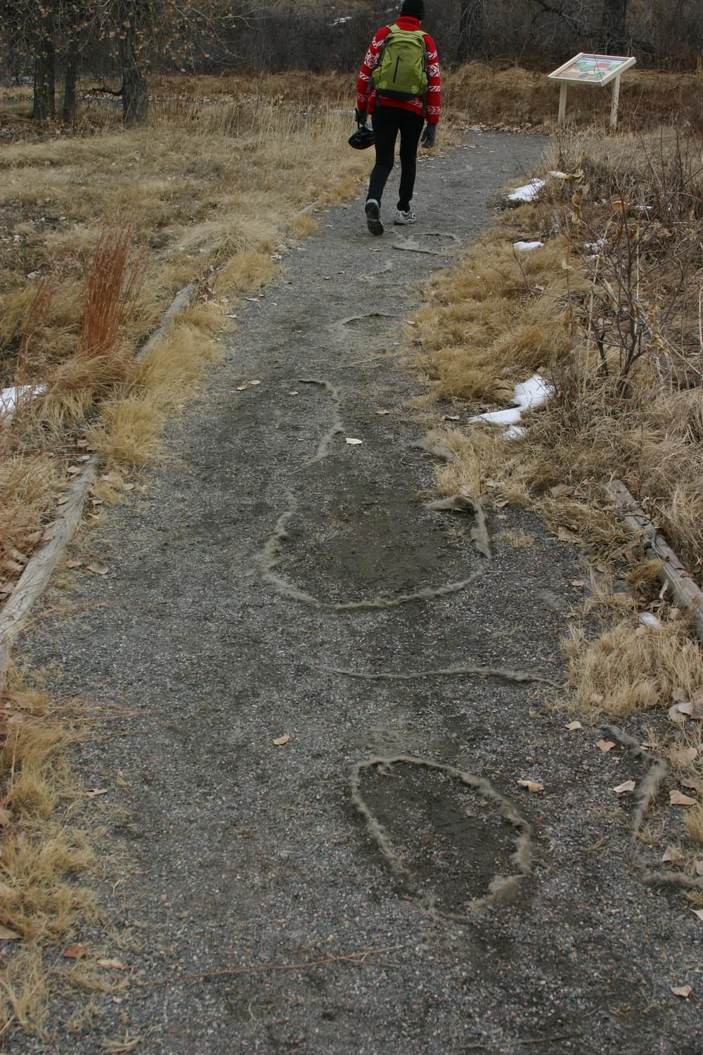 The fabric used under the crusher fines is exposed because of insufficient depth of material on Big Creek Nature Trail; Westminster, Colorado