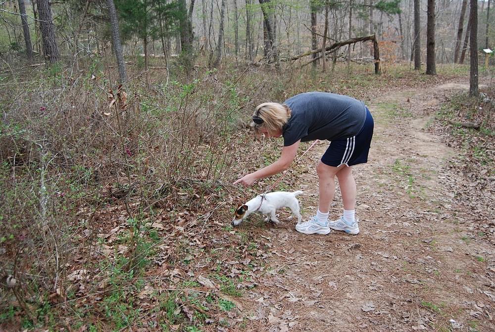 Virginia's James River State Park pet-friendly trails.
