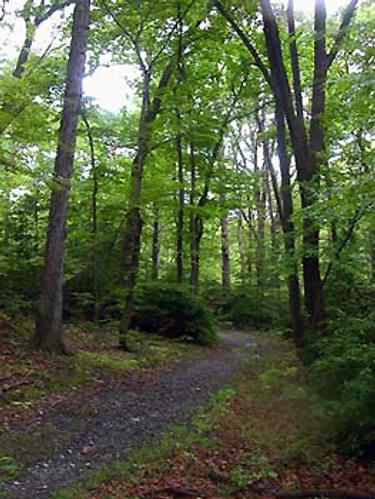 Woodlands along the trail include oak, beech, and hickory; photo by Stuart Macdonald