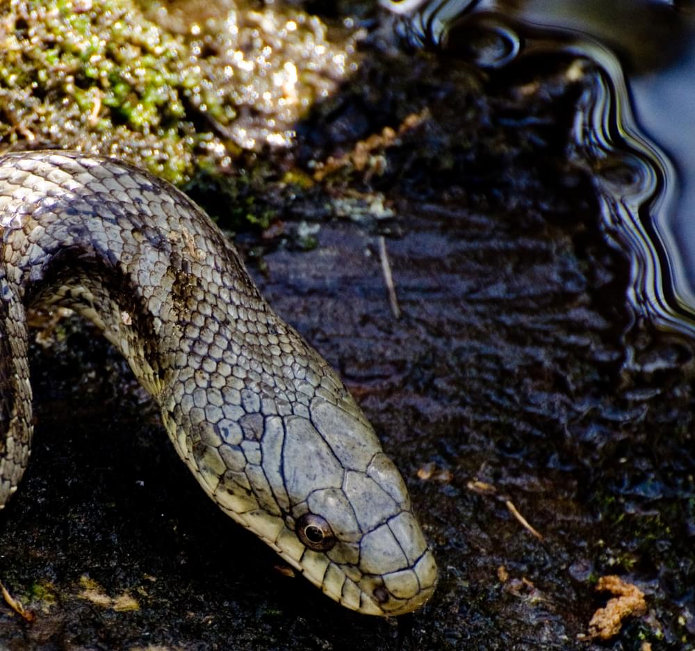 Francis Beidler Forest Four Holes Swamp Rat Snake; Harleyville, SC