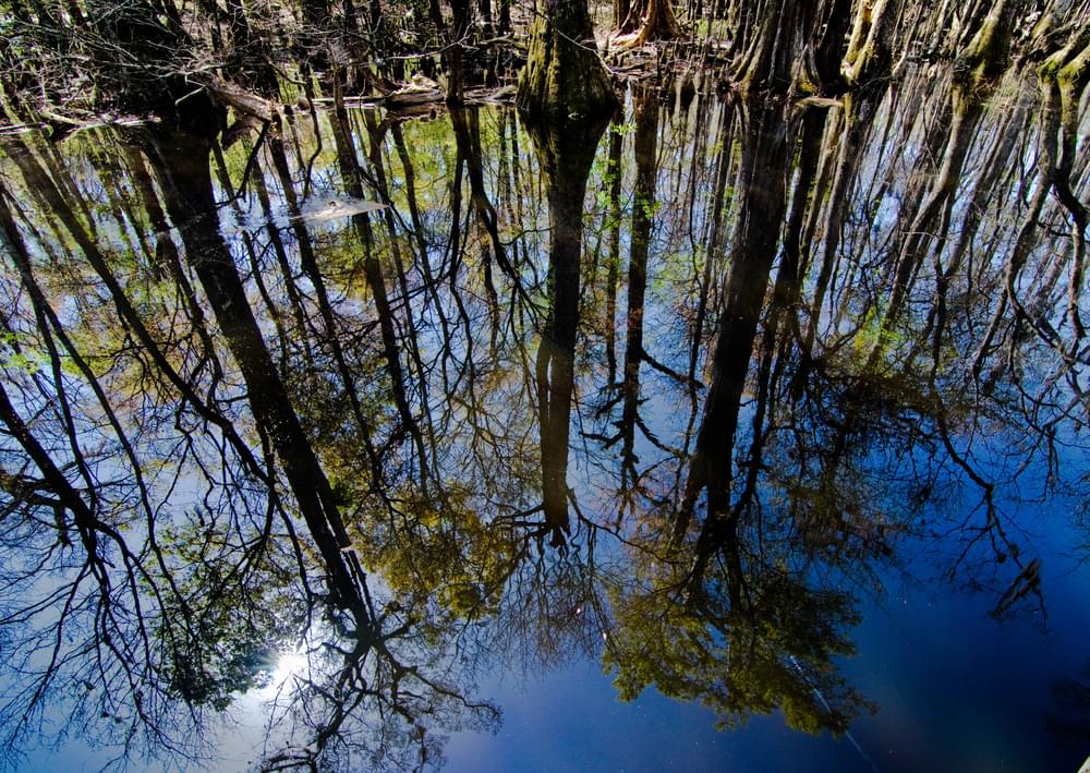 Francis Beidler Forest Four Holes Swamp; Harleyville