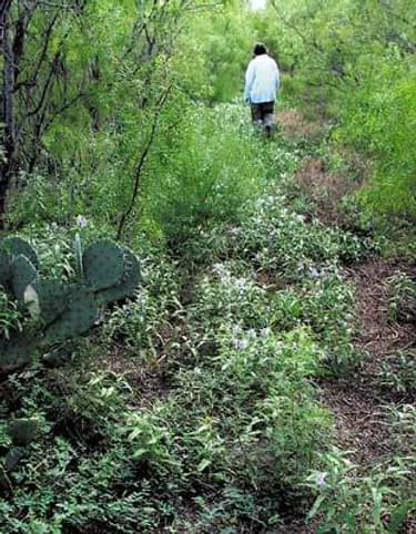 An existing trail on the Playa Wildlife Preserve
