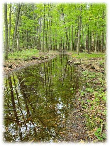 Mud and standing water