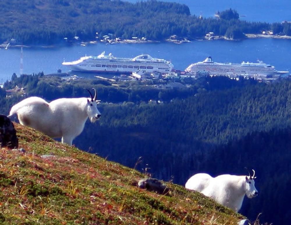 Sheep and cruise ships above the community of Ketchikan on the Deer Mountain-John Mountain Trail; Tongass National Forest, Alaska