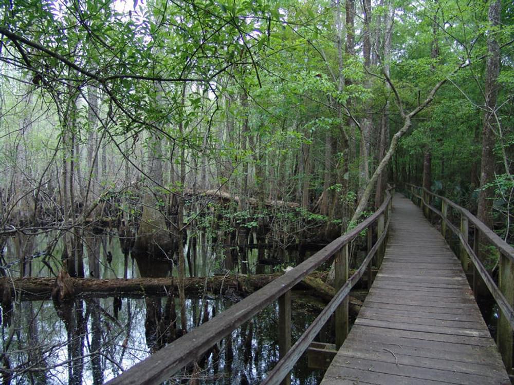  Blackwater Swamp in the Francis Beidler Forest and Four Holes Swamp near Charleston, South Carolina