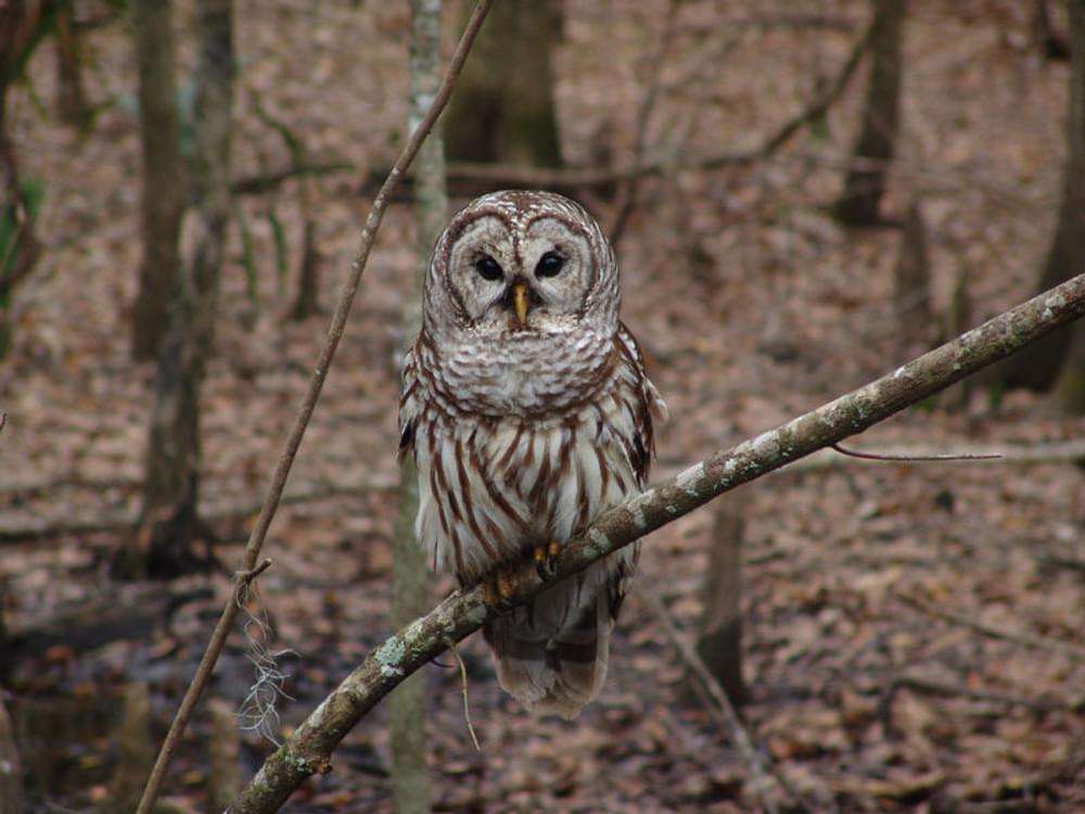 

Barred Owl (Strix varia) hunting crayfish along the Francis Beidler Forest National Recreation Trail 