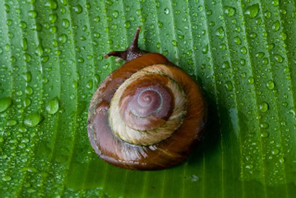 Land snail patterns -- Tradewinds National Recreation Trail; El Yunque National Forest, Puerto Rico