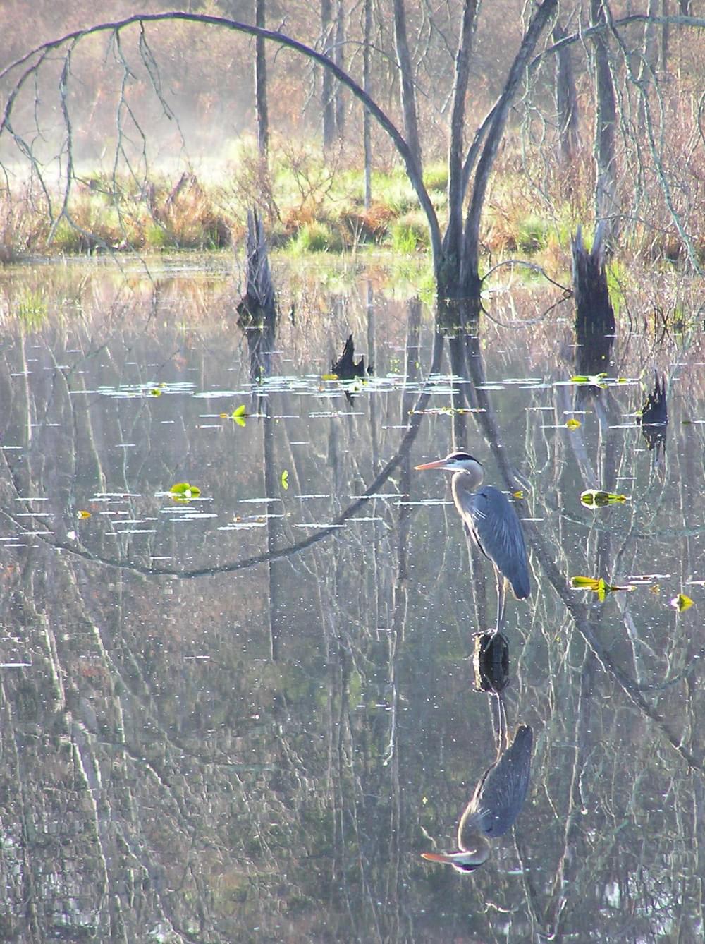 Great Blue Heron at the Raymond Brook Marsh along the Air Line Trail in Hebron, Connecticut