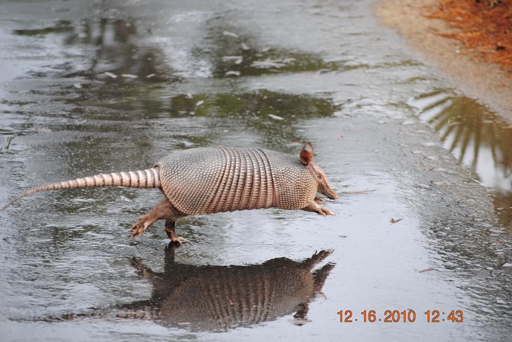 An armadillo running across the Hugh S. Branyon Backcountry Trail in Orange Beach and Gulf State Park, Alabama