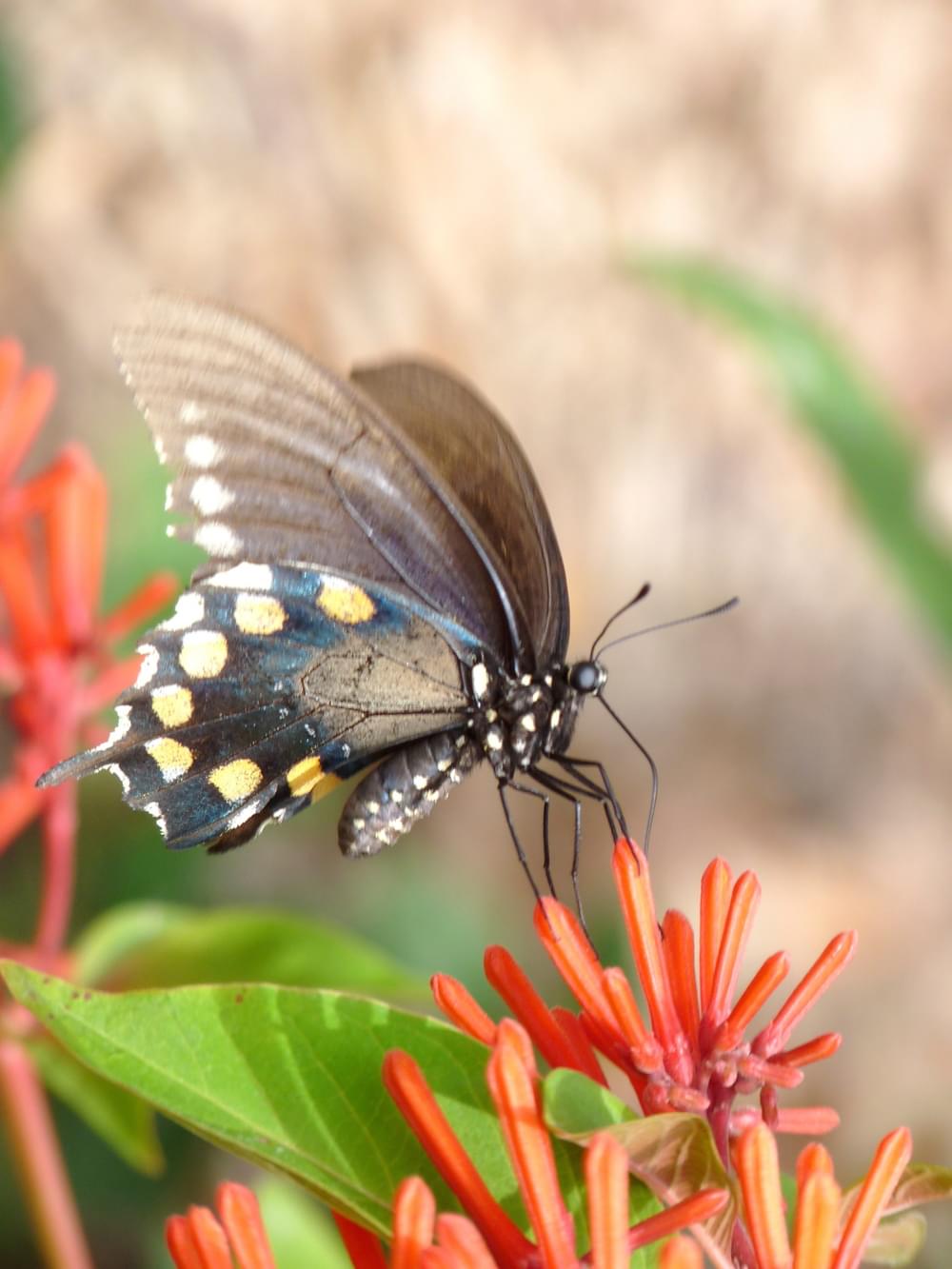 Butterfly on Honeysuckle at Benbrook Lake Horseback Trail in Benbrook, Texas